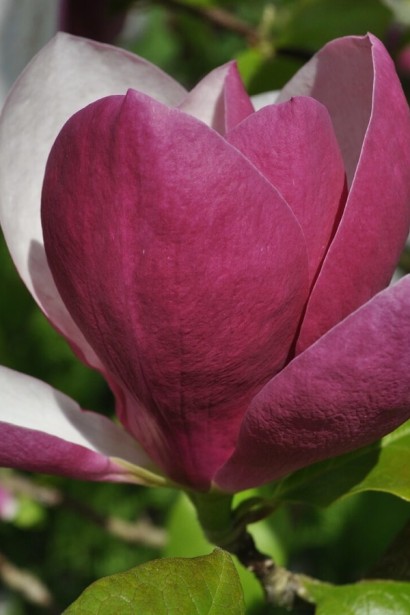 Магнолія суланжа Ломбарді Роуз|Magnolia soulangiana Lombardy Rose|Магнолия суланжа Ломбарди Роуз